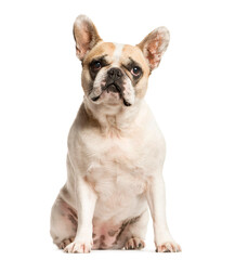 Mixed-breed Dog sitting and looking the camera, Dog, pet, studio photography, cut out