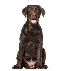 Labrador Retriever dog, sitting and panting, cut out