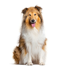 Long-Haired Collie dog isolated on white - obrazy, fototapety, plakaty