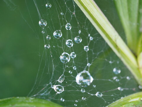 蜘蛛の巣と雫
