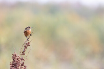 European Stonechat (Saxicola rubicola) perched on a seedhead in Autumn. Yorkshire, UK in November