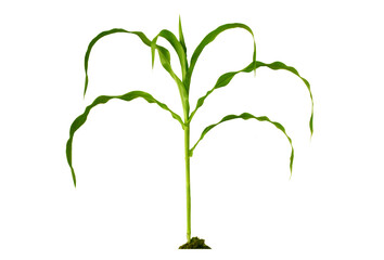 Perfect corn plants, 1 month old, ready to bear fruit. Isolated on white background, package design element