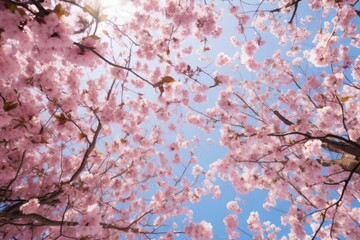 Beautiful pink petals flying in air in blooming cherry blossom woods in Spring. Spring seasonal concept.