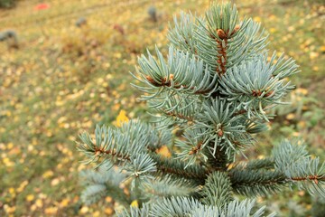 A blue Christmas tree on a background of yellow autumn leaves