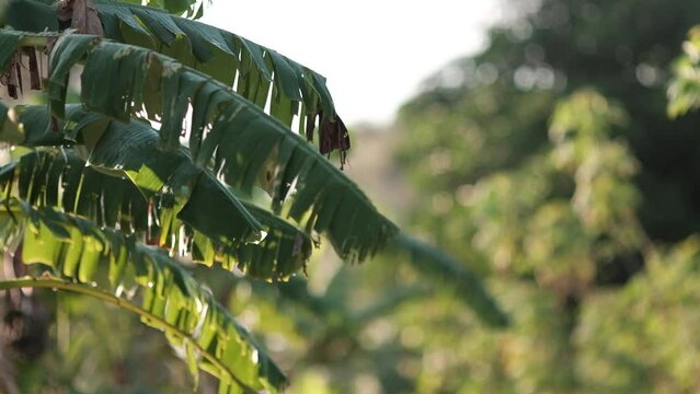 cinematic of banana tree being blown by the wind