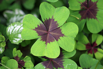 Variegated four leaf lucky clover leaves in close up