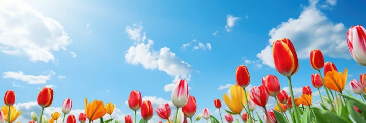 Fotobehang Beautiful tulip with variable colors in field and blue sky in Spring. Spring seasonal concept. © rabbit75_fot