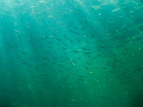 Dense school of common minnow fish swimming in clear-watered lake.