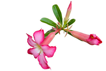 Close-up Beauty pink flowers desert rose Adenium isolated on transparent background. PNG transparency