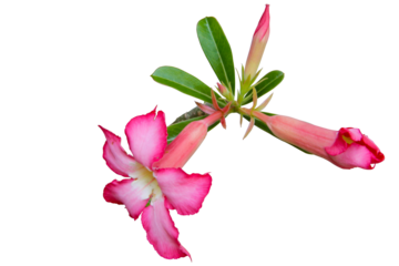 Close-up Beauty pink flowers desert rose Adenium isolated on transparent background. PNG transparency