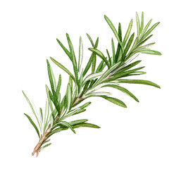 Fototapeta premium rosemary