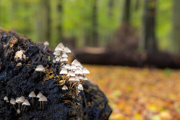 Small white mushrooms (Clustered Bonnet) on a piece of tree trunk in the forest of Heiloo. The tree trunk is surrounded by fallen leaves in autumn colors. Bokeh creates a blurred background.