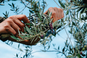 man harvests some olives using a comb-like tool - obrazy, fototapety, plakaty