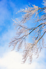 Tree branches with frost against a blue sky