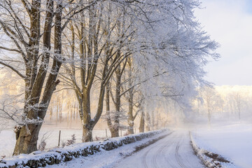 Obraz premium Winter road in the country by a line of trees with hoarfrost