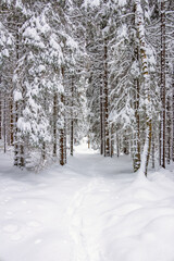 Footprints in the snow at a woodland
