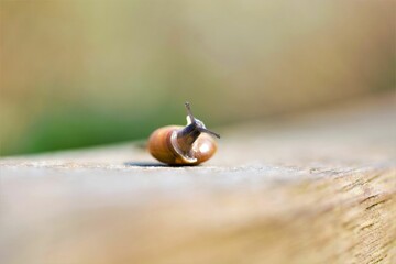 Closeup shot of a small snail on a wooden surface