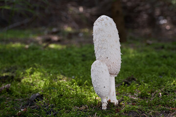 Edible mushroom Coprinus comatus in the moss. Known as Shaggy Mane or Shaggy Ink Cap. Wild mushrooms in the spruce forest.