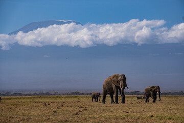 Fototapeta premium Elefanten vor Kilimanjaro im Amboseli Nationalpark in Kenia
