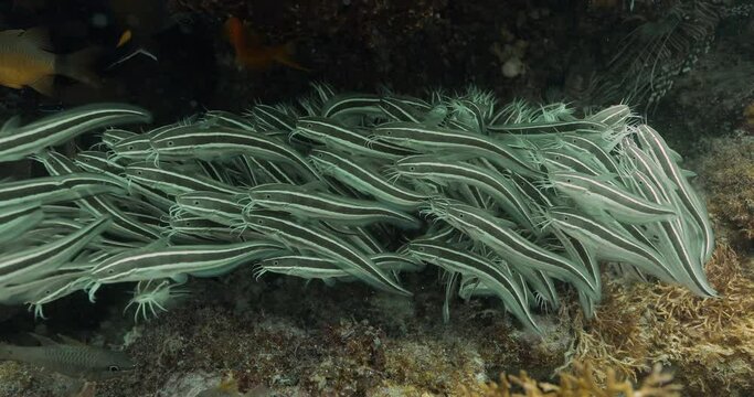 Striped eel catfish gathered in a deep hidden spot of the ocean.