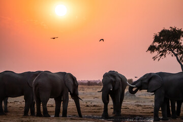 Elefantenherde am Wasserloch bei Sonnenuntergang (Savuti, Chobe Nationalpark in Botswana)