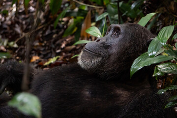 Schimpanse im Kibale Nationalpark in Uganda