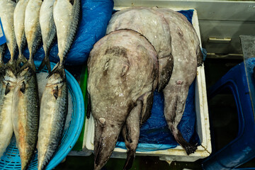 Piles of mackerel and monkfish are displayed side by side.