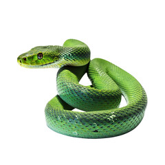Naklejka premium green snake png