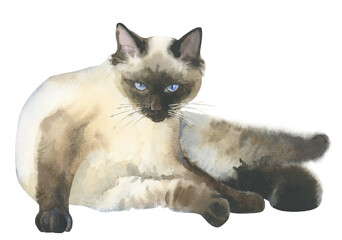 Watercolor sitting Siamese cat on a white background