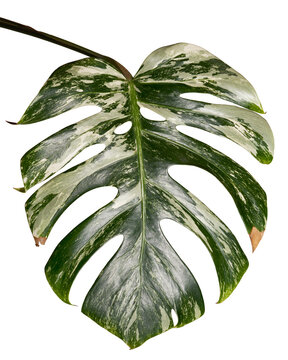 Monstera Deliciosa borsigiana albo variegata beautiful pattern leaf, isolated on transparent background. Popular tropical house plant. High-resolution photography