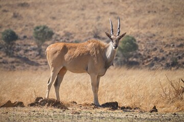 Side view of large common eland cow