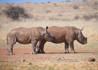 Obraz premium Side view of two rhinoceros calves