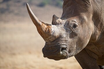 Close-up portrait of a rhinoceros