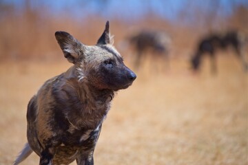 The African wild dog, or painted dog