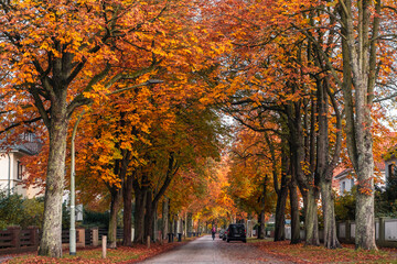 Straße mit herbstlichen Kastanienbäumen im November