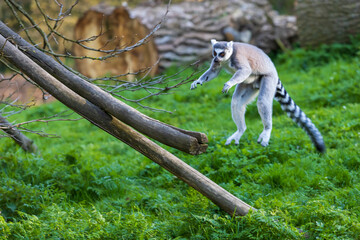 Lemurs (Lemuriformes) run and rest in a meadow. Cute furry animal.