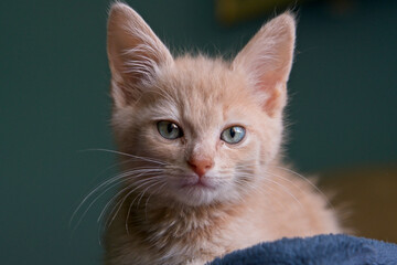 Portrait of a ginger kitten with blue eyes