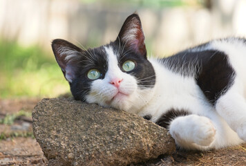 Black and white cat lying with her head on a rock - Powered by Adobe