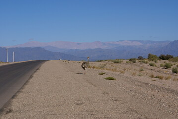 Route désert argentin