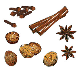 Set of spices. Hand drawn food illustration in sketch style. Illustration of aromatic plants for recipe, packaging, logo.