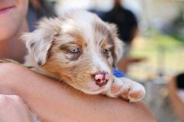 Red Diluted Merle Australian Shepherd Puppy with Blue Eyes