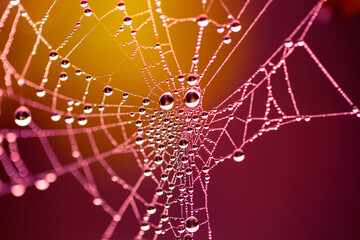 Vibrantly coloured rainy spiderweb