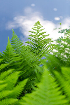 Eagle ferns (Pteridium aquilinum) with water in background
