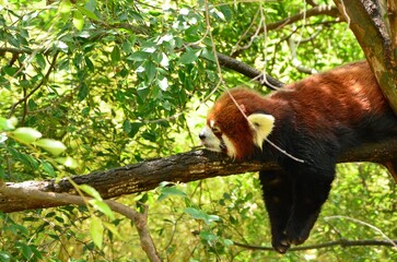 Obraz premium Adorable red panda hanging on a tree branch in a lush, green forest