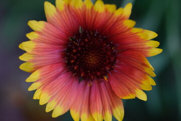 bright flower close up