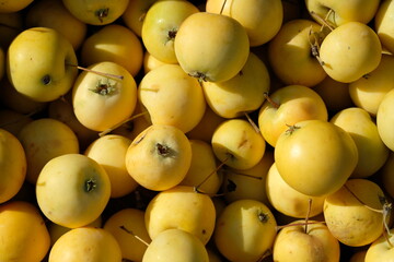 a bunch of yellow apples