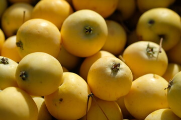 yellow apples