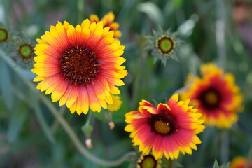 bright flowers close-up