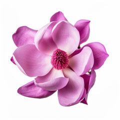 Naklejka na ściany i meble Vibrant Purple Magnolia Blossom on Clean White Background