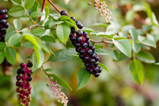 American Phytolacca ( lat. Phytolacca americana ) is a perennial herbaceous plant